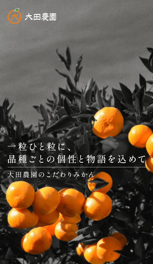 大田農園｜愛媛県産マー坊みかん｜オンラインショップ販売中