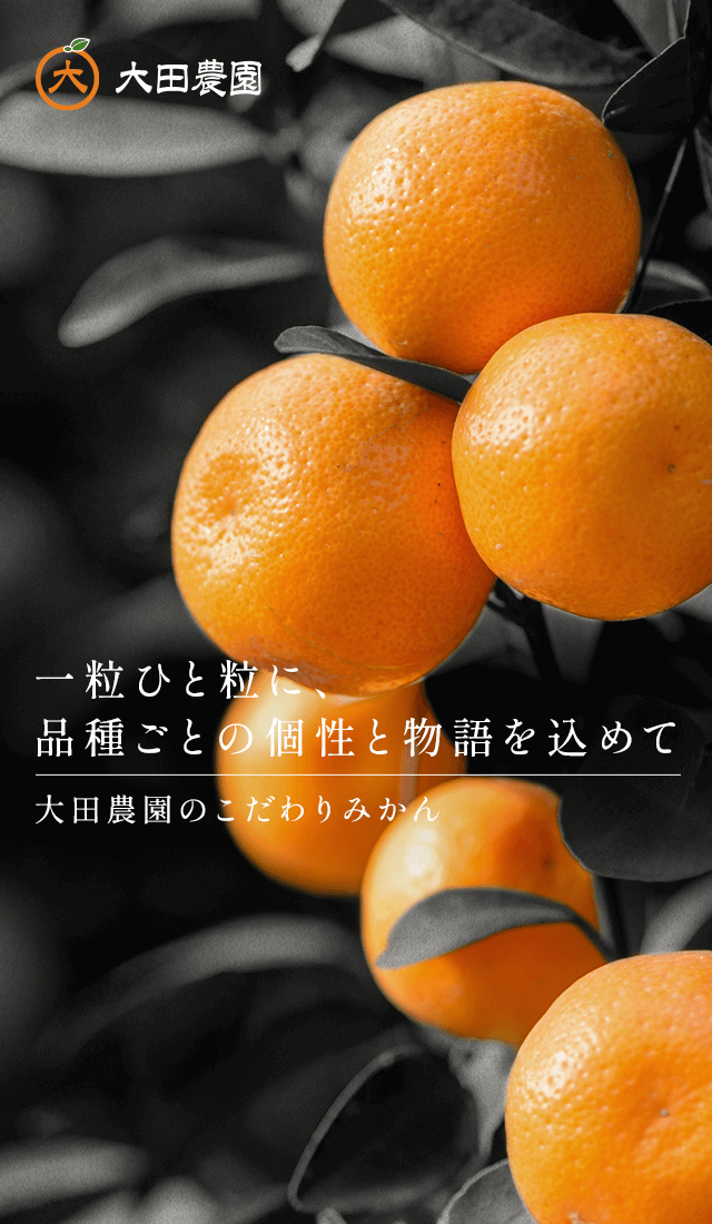 大田農園｜愛媛県産マー坊みかん｜オンラインショップ販売中